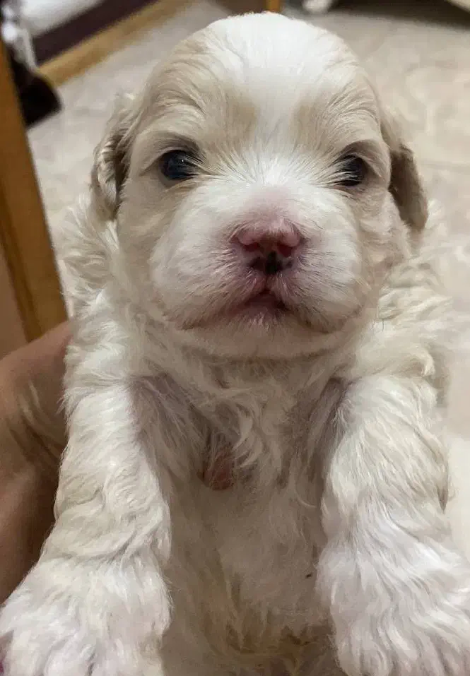 واگذاری توله  های ۲ماهه شیتزو تریر عروسکی|سگ|پاکدشت, پاکدشت (مامازند)|دیوار