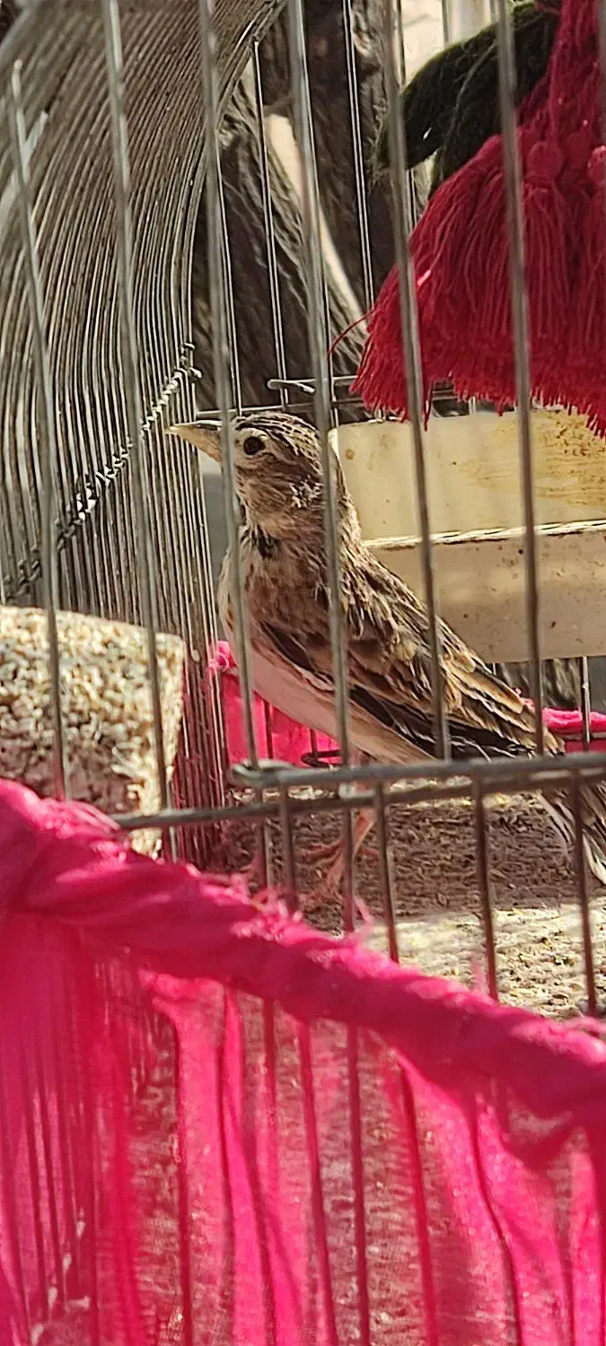 سره خاکی|پرنده|شهر ری, اقدسیه|دیوار