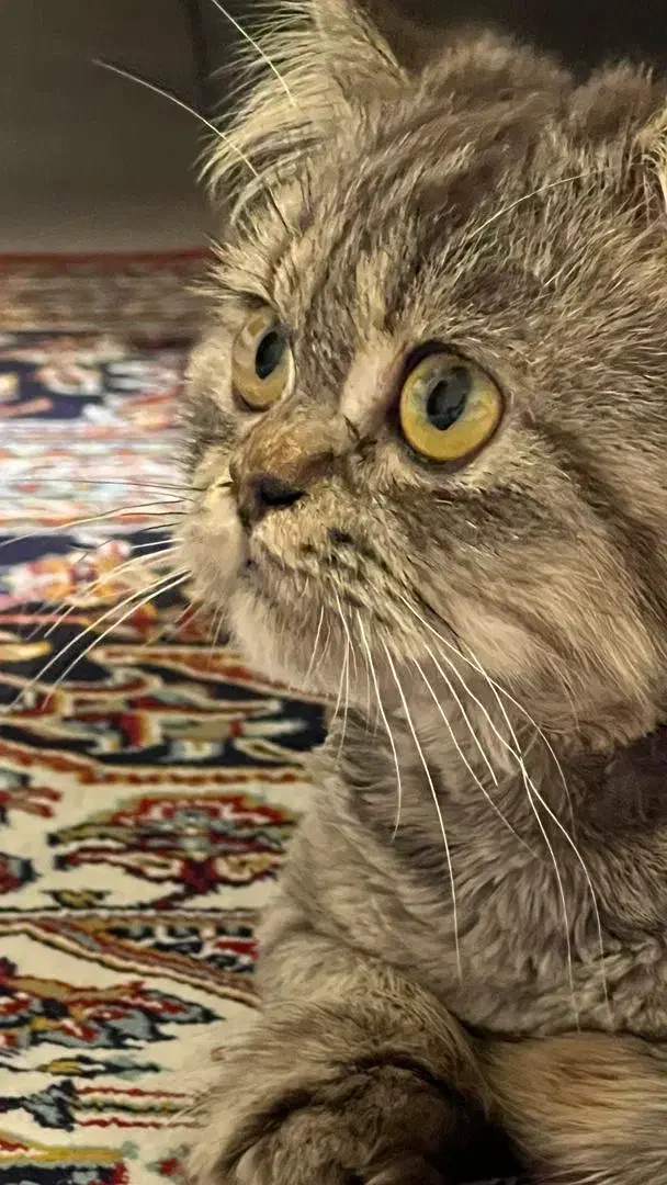 پرشین کت|گربه|لاهیجان, کوی خزر|دیوار