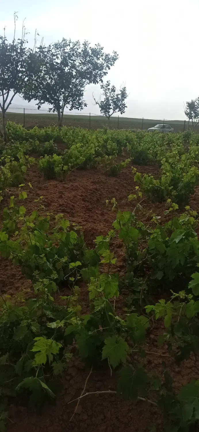 فروش یا معاوضه با زمین یا واحد در همدان|فروش زمین و ملک کلنگی|صالح آباد, |دیوار