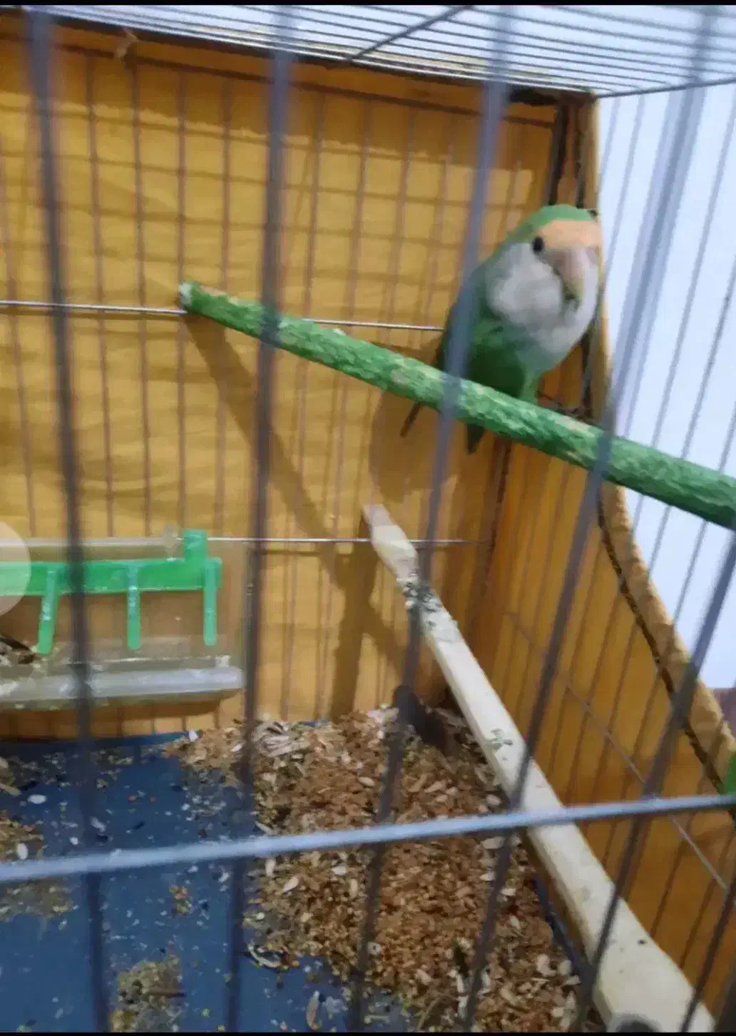 کوتوله برزیلی باهوش نر معاوضه با جوجه عروس هلندی|پرنده|اراک, |دیوار