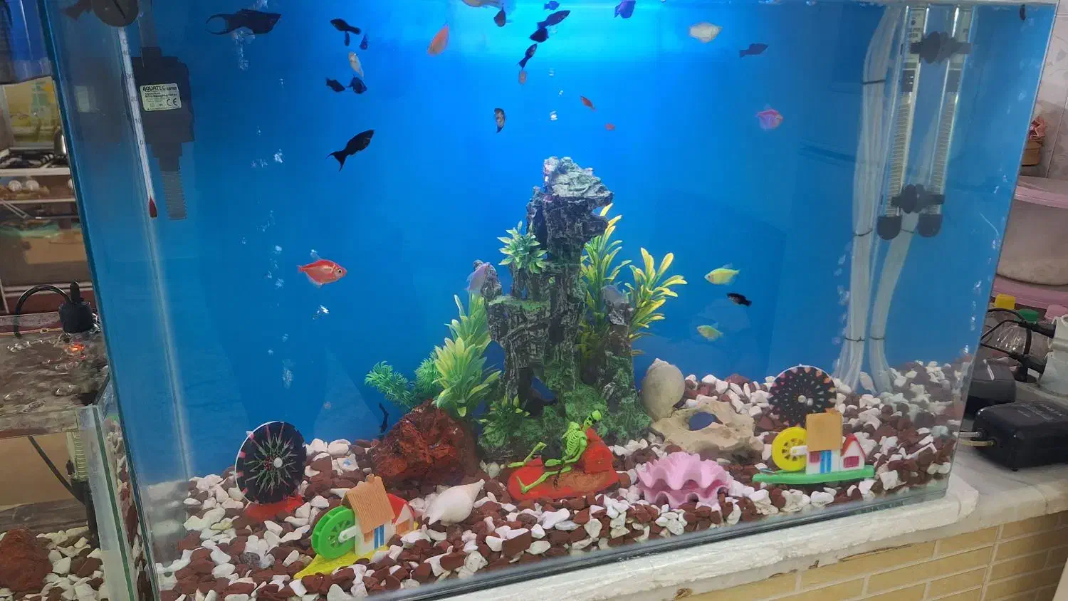 آکواریوم ولوازم وماهی|ماهی|قم, حاج زینل|دیوار