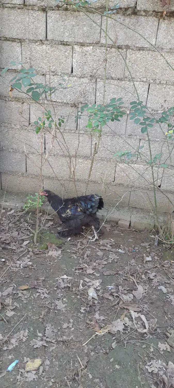 نیمچه خروس برهما|حیوانات مزرعه|طاهرگوراب, |دیوار