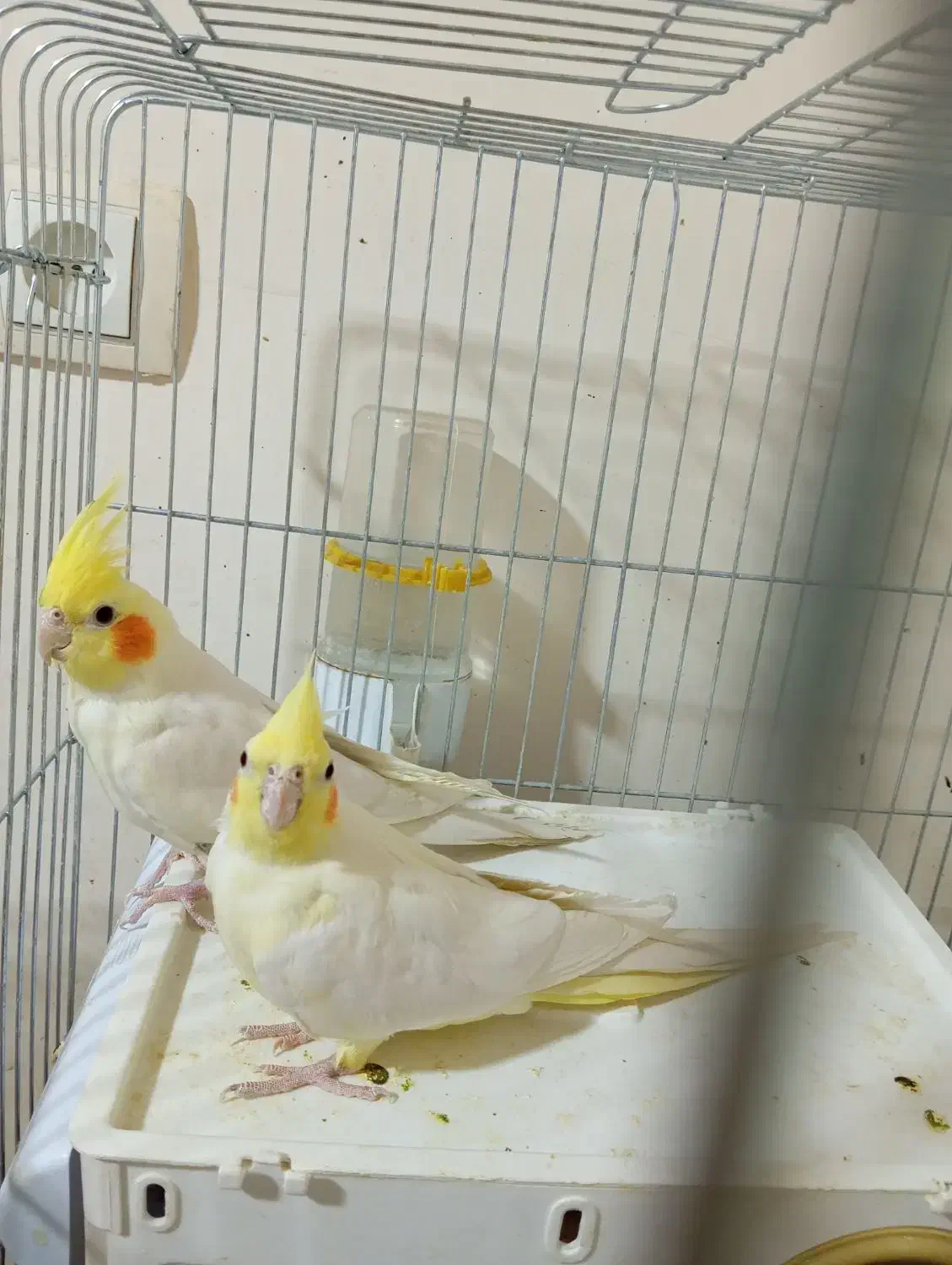 فروش طوطی تک و عروس تک نر|پرنده|شیراز, شهرک صدا و سیما|دیوار