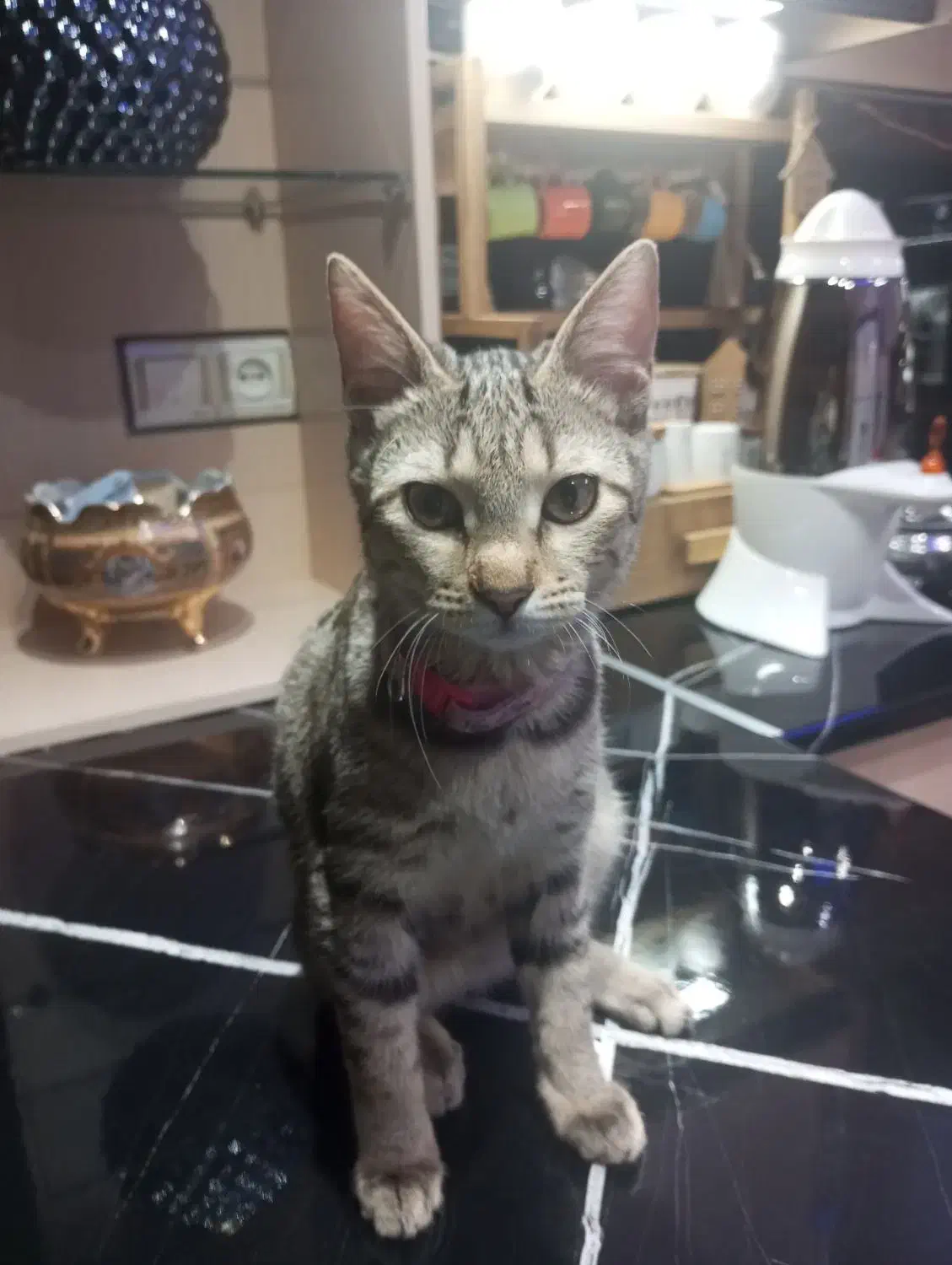 گربه خانگی|گربه|بومهن, |دیوار