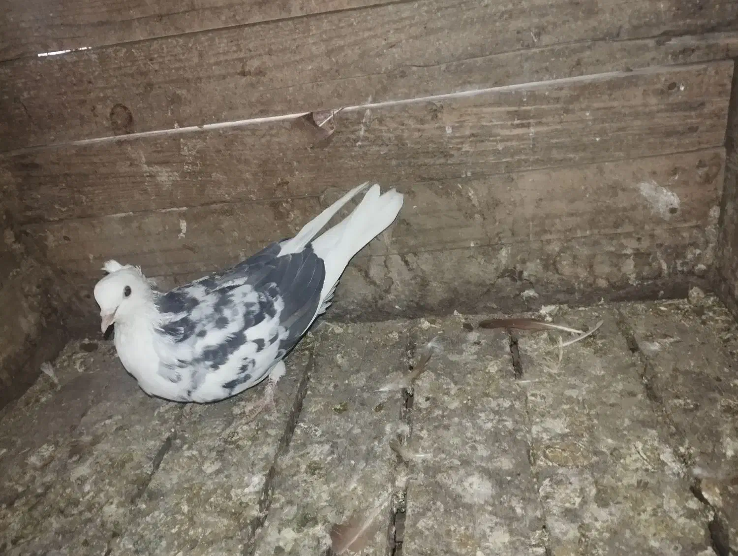 چند کبوتر سرحال|پرنده|هشتگرد, شهرک اداری|دیوار