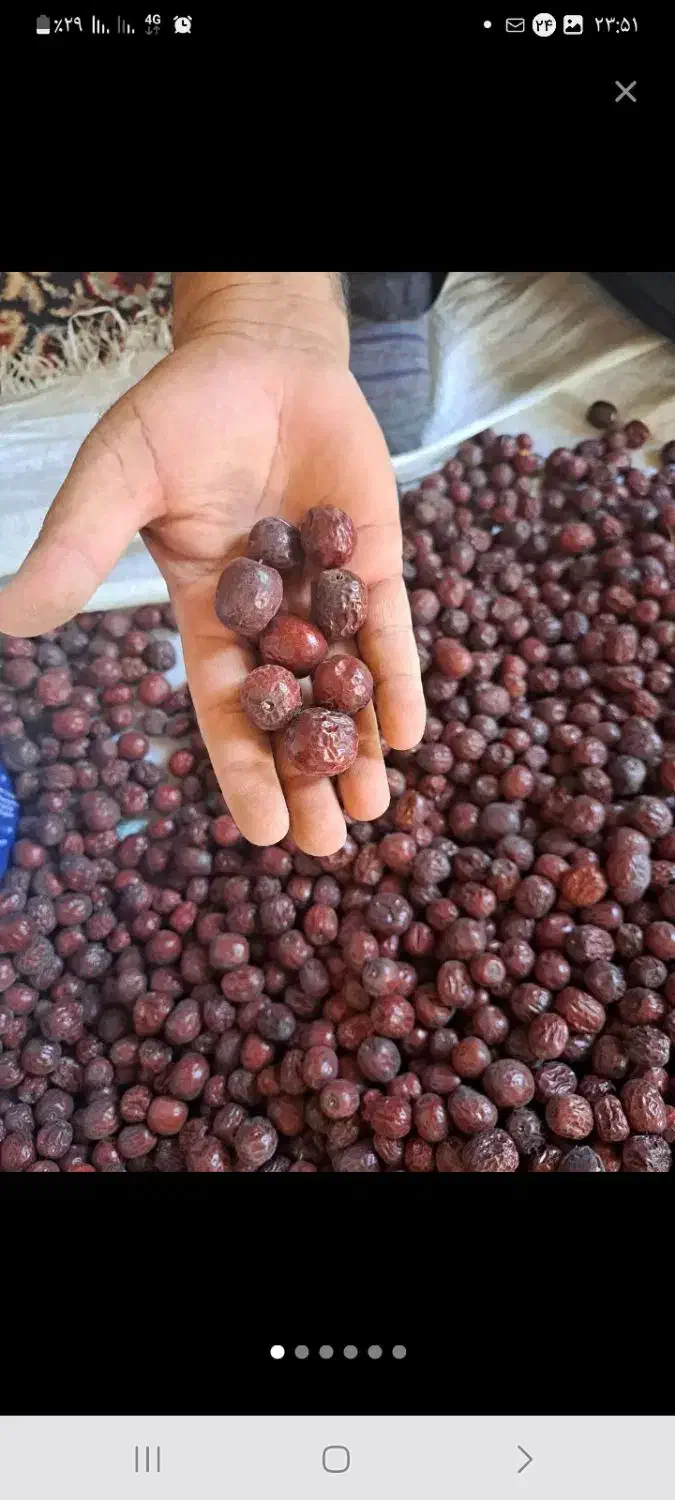 عناب درهم درشت جلگه ماژان|خوردنی و آشامیدنی|جلگه ماژان, |دیوار