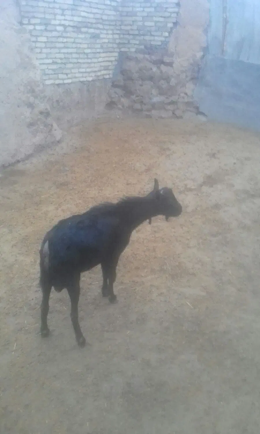 بزنرمورسیا|حیوانات مزرعه|کرمانشاه, |دیوار