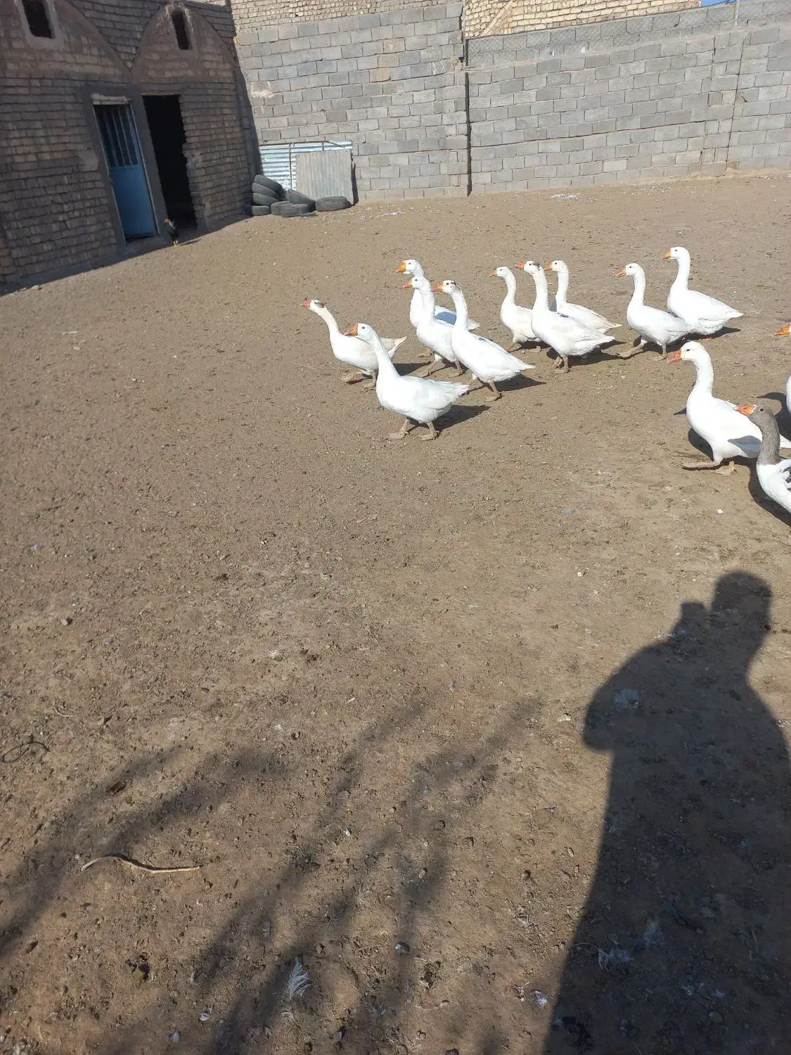 غاز قوغاز|حیوانات مزرعه|قم, لسانی|دیوار