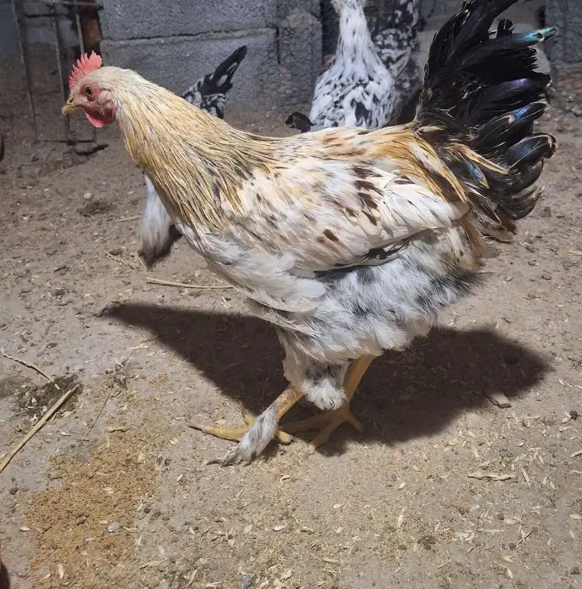 مرغ وخروس گلن و محلی تخم گذار|حیوانات مزرعه|سنندج, |دیوار