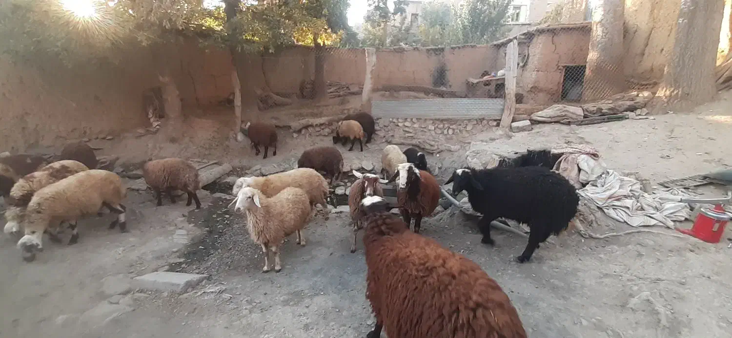 ۲۰ راس بره نر و ماده|حیوانات مزرعه|بوئین و میاندشت, |دیوار