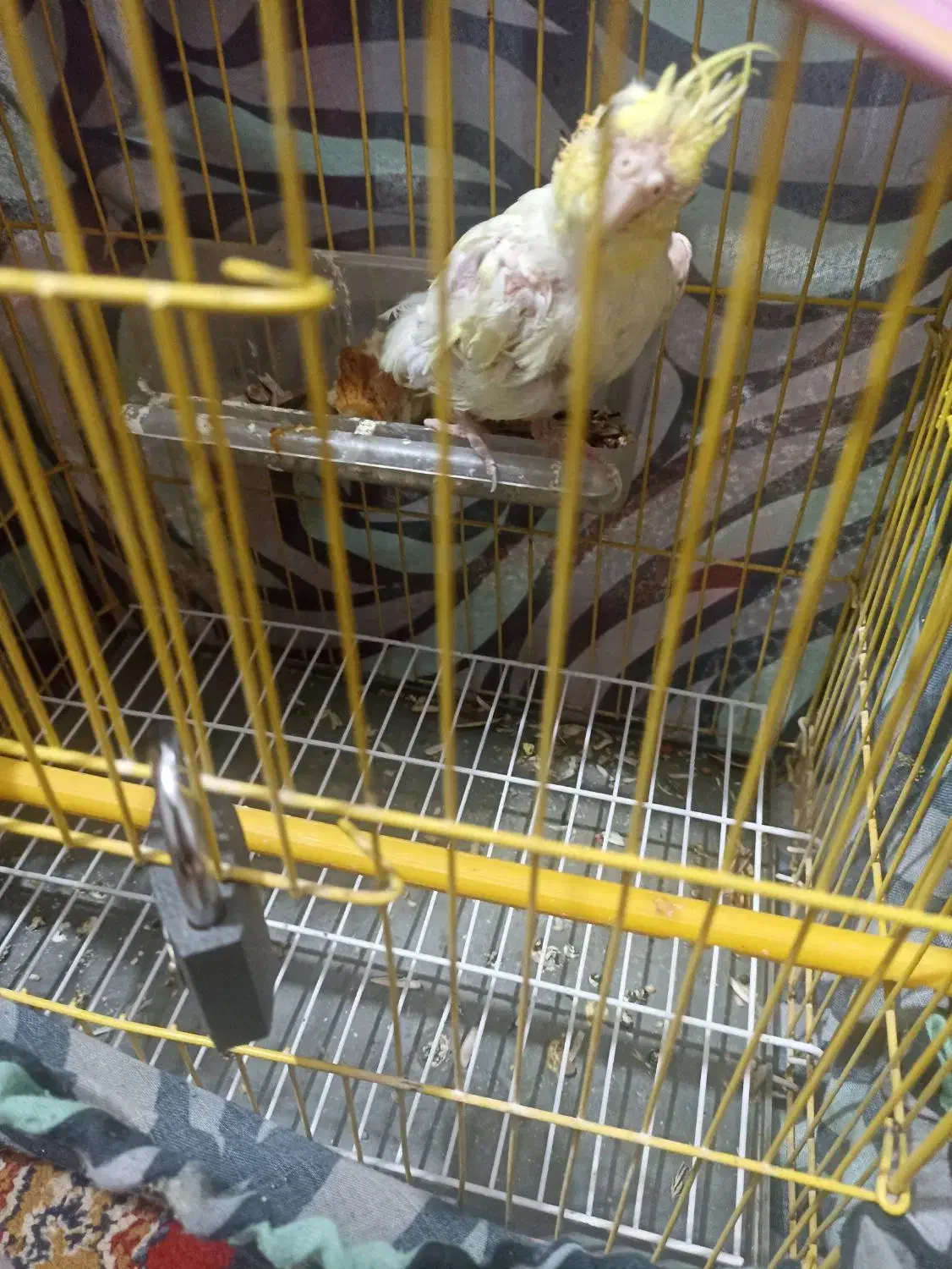 عروس هلندی لوتینو|پرنده|زابل, |دیوار