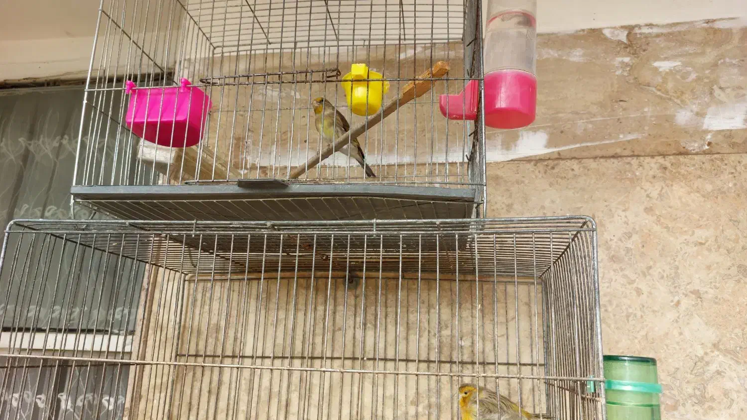 پرنده|پرنده|اسلامشهر, شهرک قائمیه|دیوار