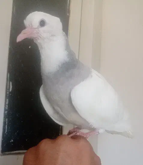 کفتر گمشده یلایی|پرنده|همدان, |دیوار