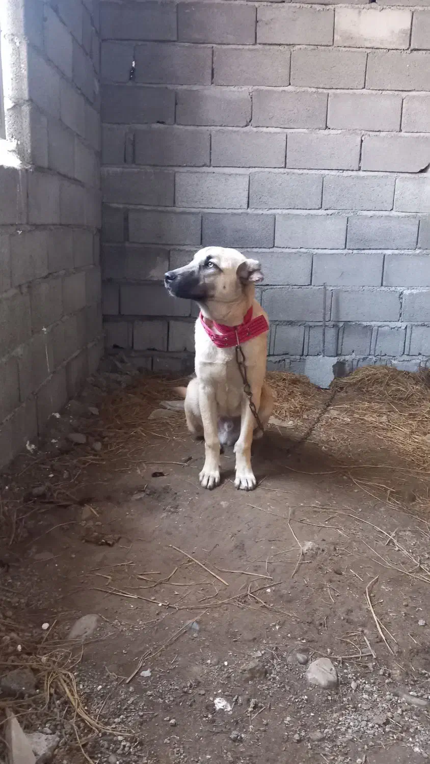 سگ سراب|سگ|تالش, هشتپر|دیوار