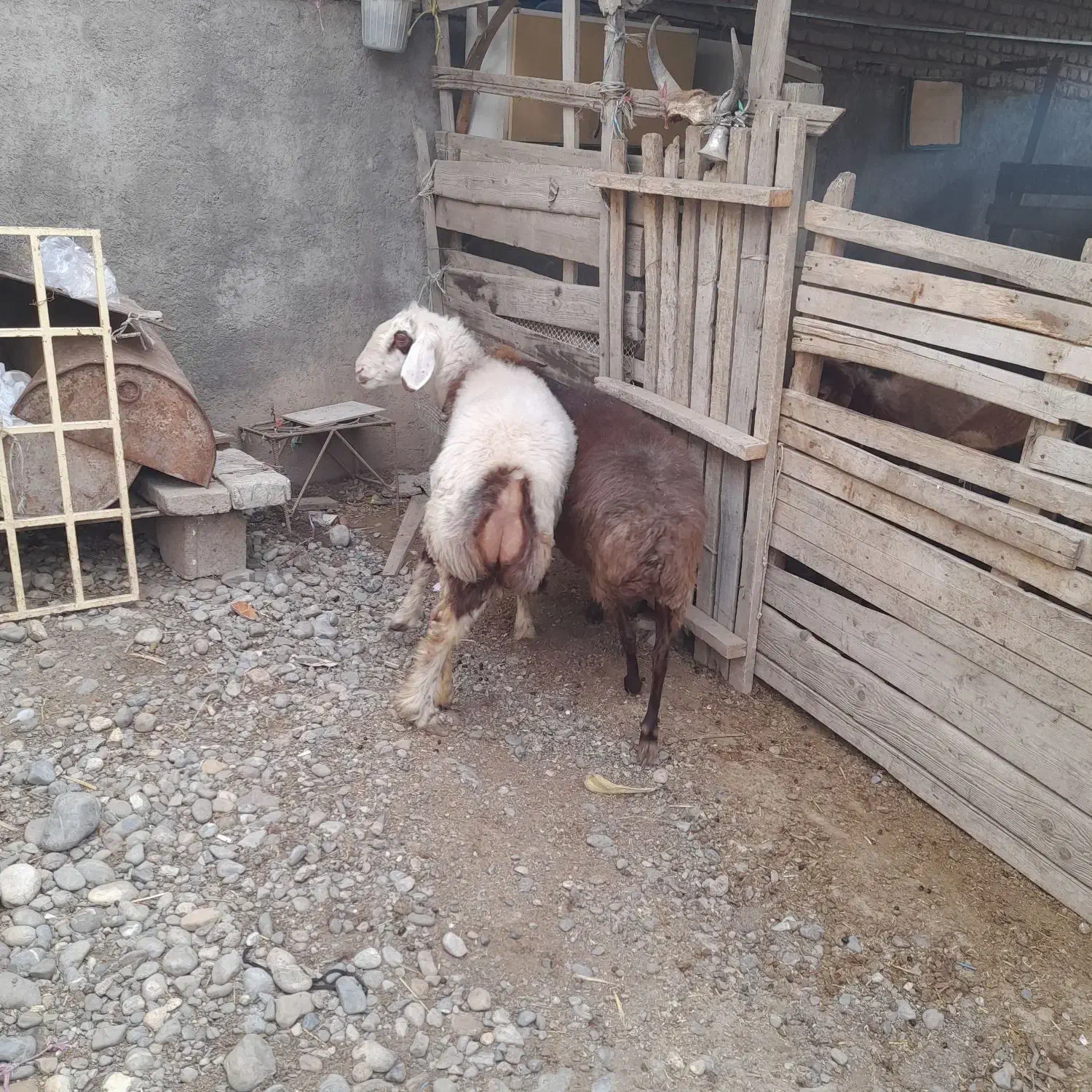 سلام دوعددگوسفند خورد وخوراک خوب|حیوانات مزرعه|فاضل آباد, |دیوار