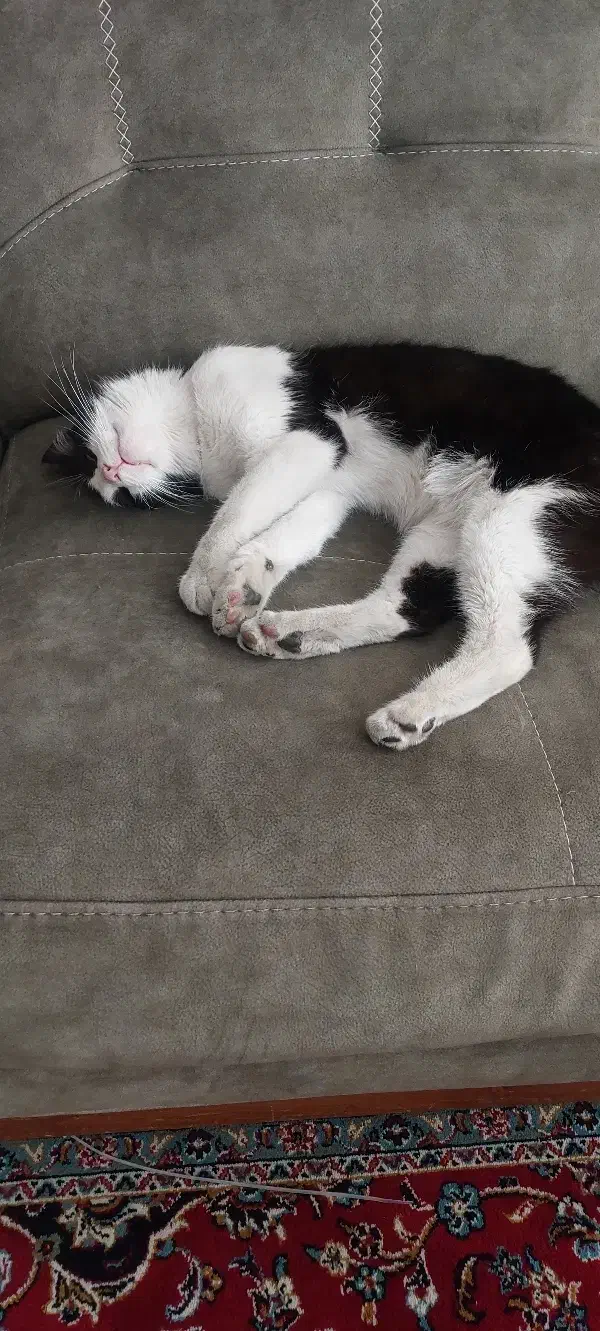 گربه خانگی|گربه|تهران, سازمان آب|دیوار