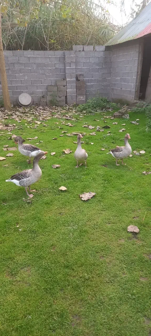 فروش ۴ عدد غاز تخم گذار ۴ میلیون ۵۰۰ هزار تومان|حیوانات مزرعه|خمام, |دیوار