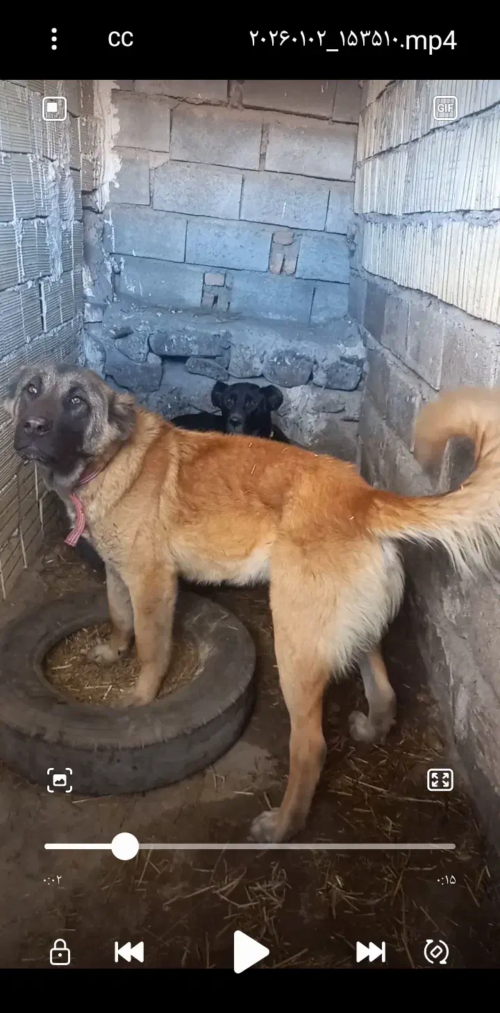 واگذاری|سگ|سراب, |دیوار