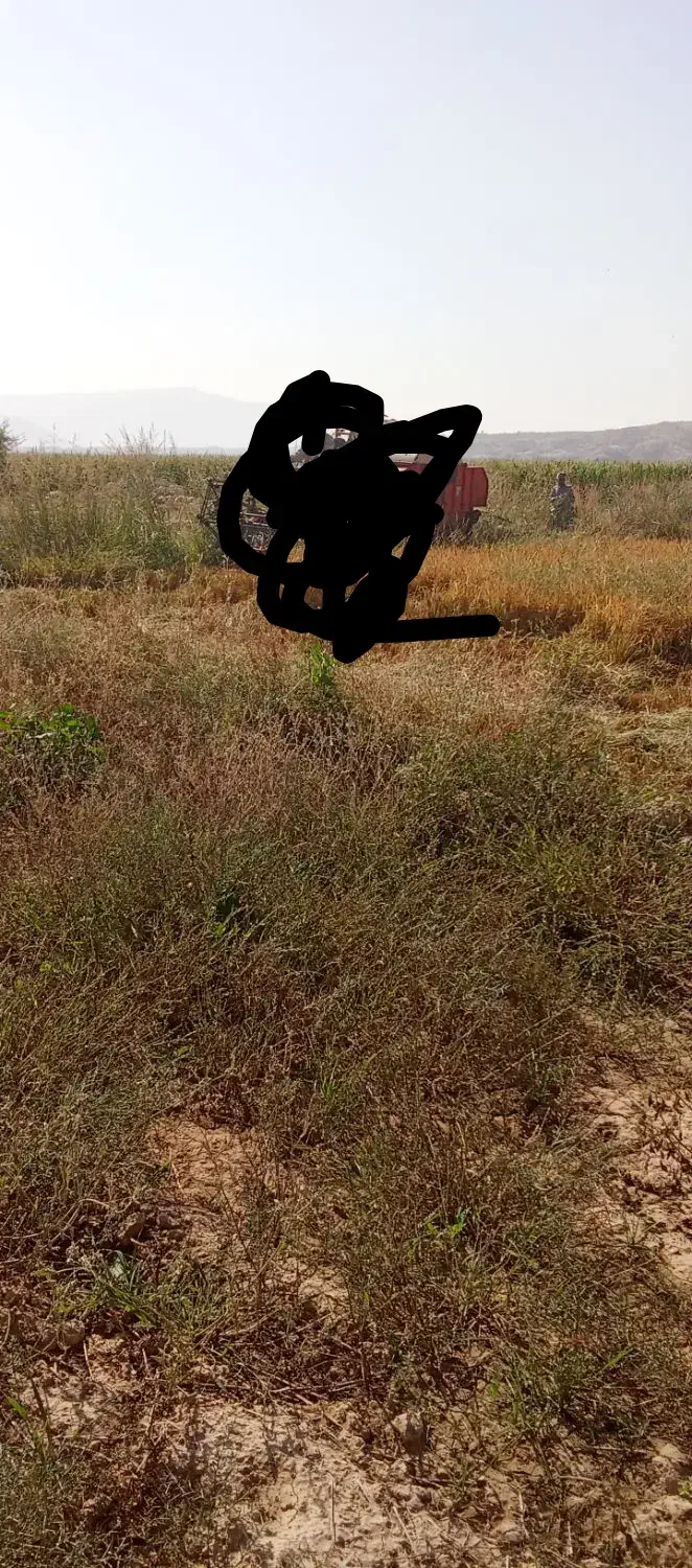 کاه سفید کاه ماشک تمیز سبز شلیف گرفته|لوازم جانبی حیوانات|چرام, |دیوار