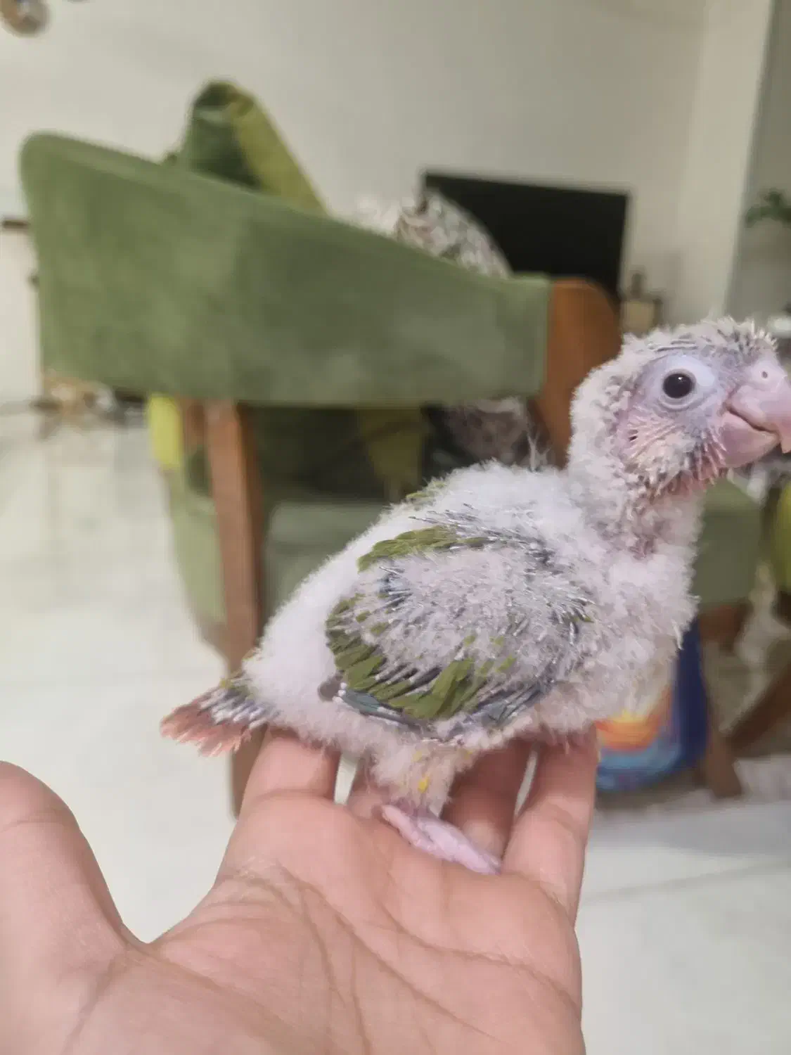 گرینچیک آناناسی سرلاکی|پرنده|گرمدره, |دیوار