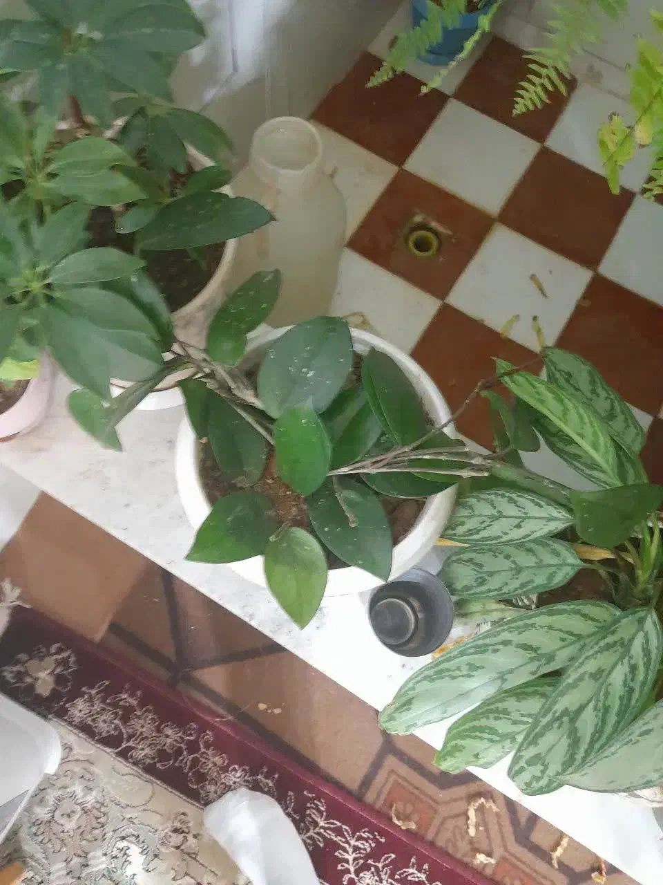 گل سرخس گل|گل و گیاه طبیعی|بروجن, |دیوار