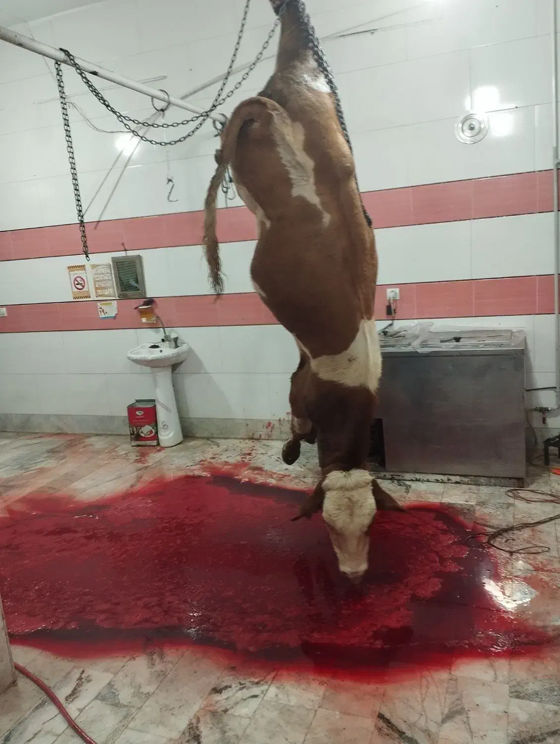 گاو گوساله افتاده|حیوانات مزرعه|ایجرود, |دیوار