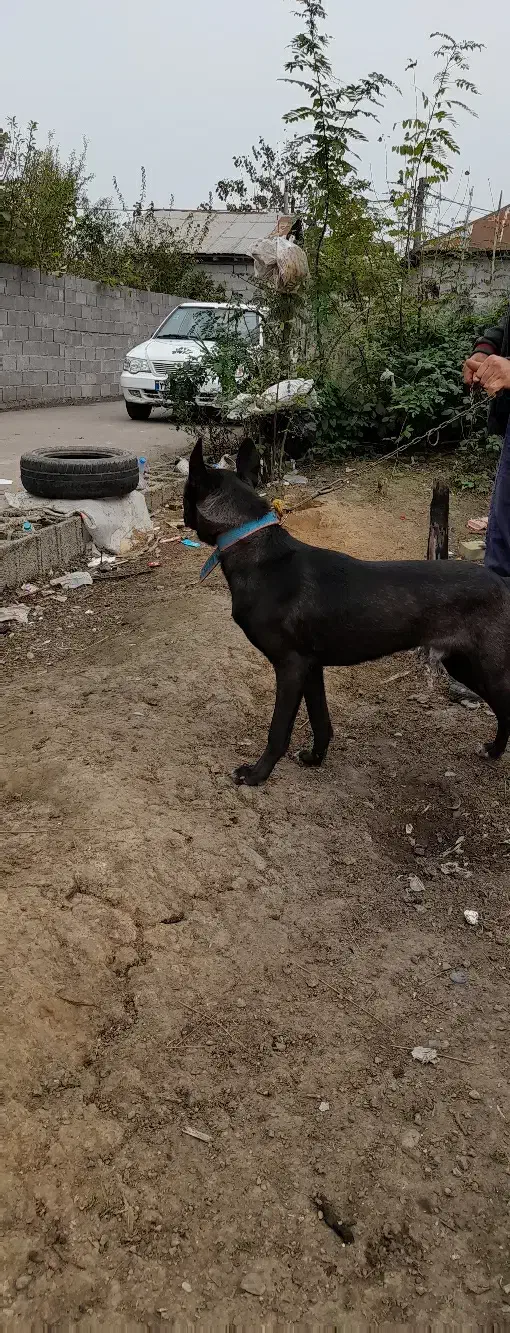 سگ‌گریت‌دین|سگ|رشت, لاکان|دیوار