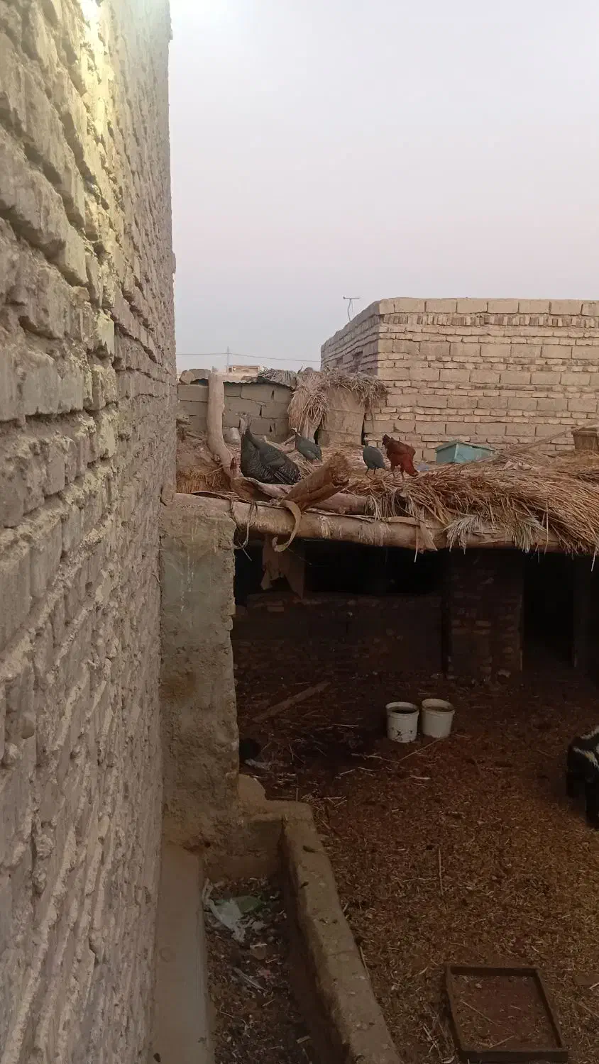 بوقلمون غاز ومرغ|حیوانات مزرعه|زابل, |دیوار