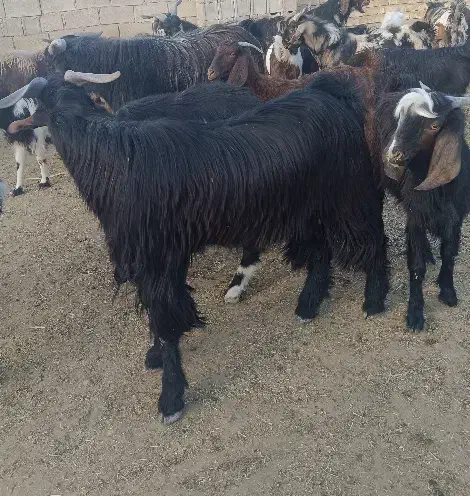 کهره نر چاق|حیوانات مزرعه|داراب, |دیوار