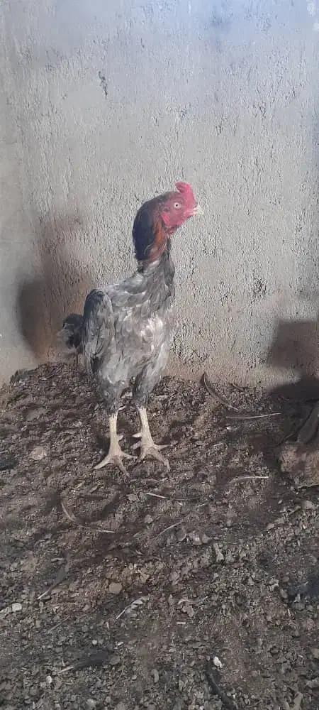 خروس|حیوانات مزرعه|مرند, |دیوار