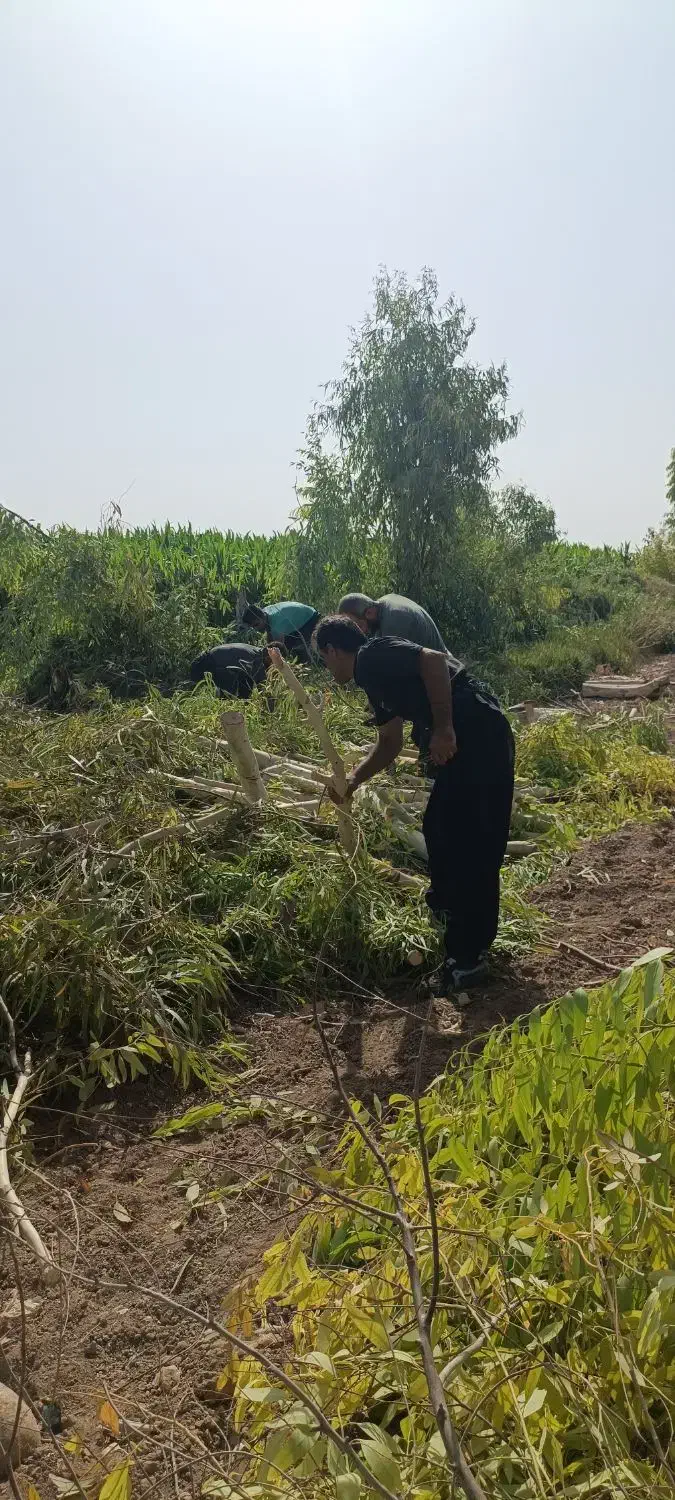 خریدار چوب،درخت|خدمات باغبانی و درختکاری|دزفول, |دیوار