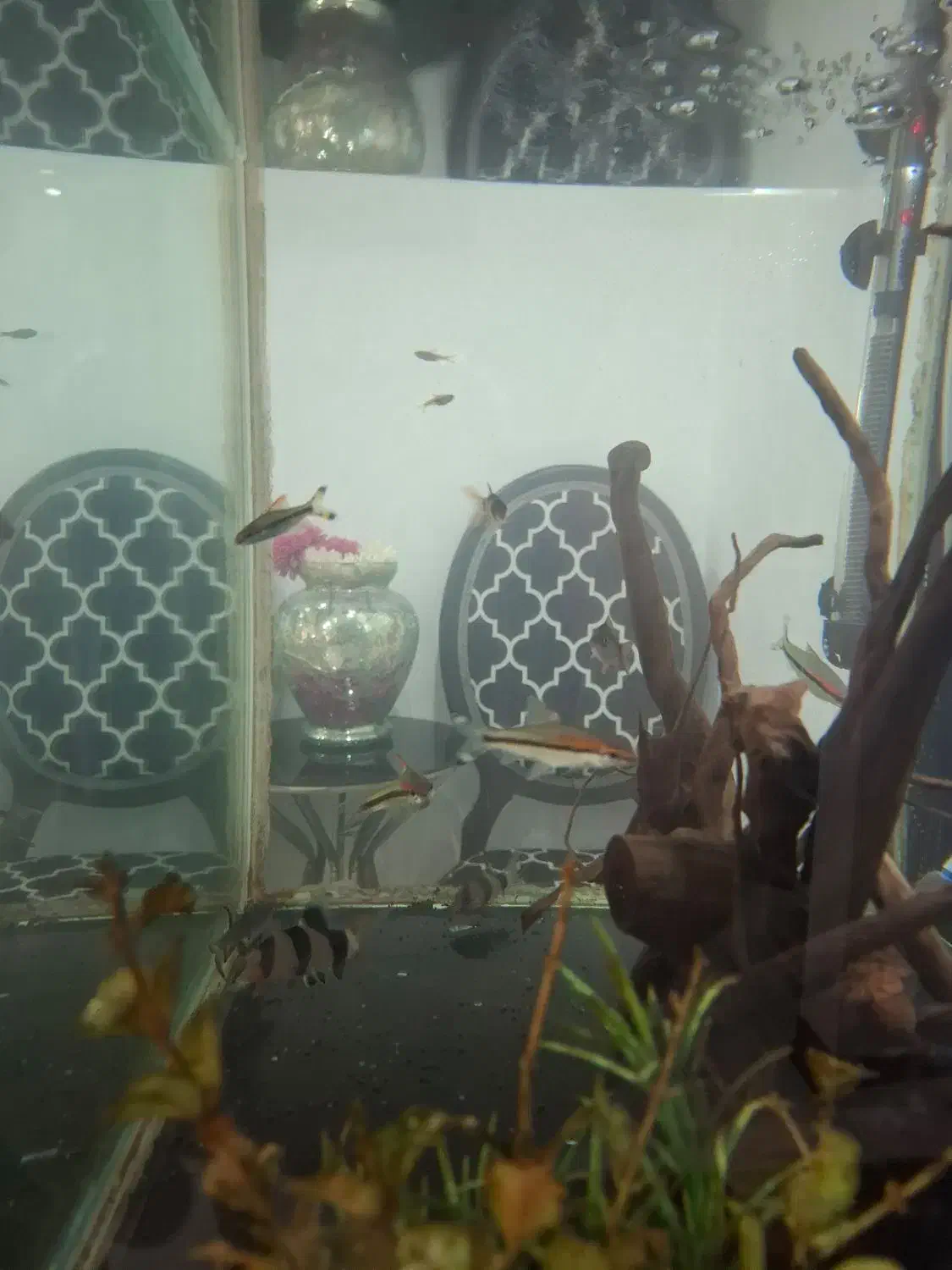 ماهی لوچ دلقک ردلاین کت پوزه|ماهی|قدس, شهرک فرزان|دیوار