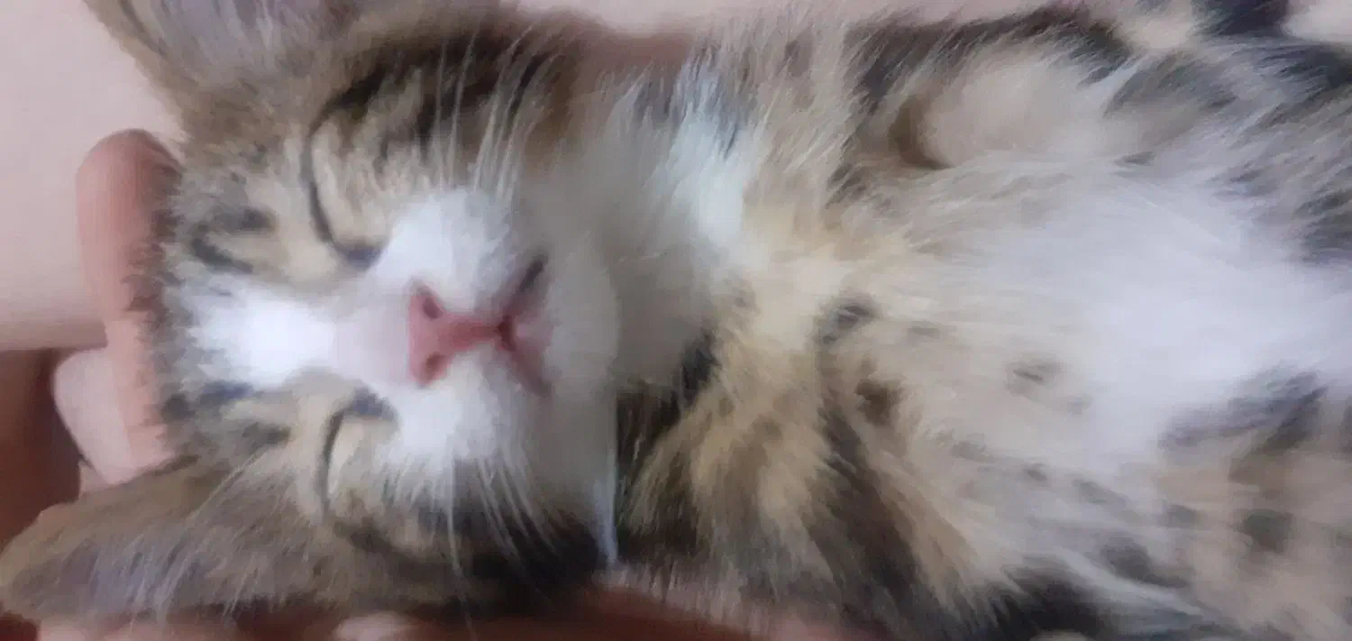 گربه گم شده|حیوانات|تبریز, |دیوار