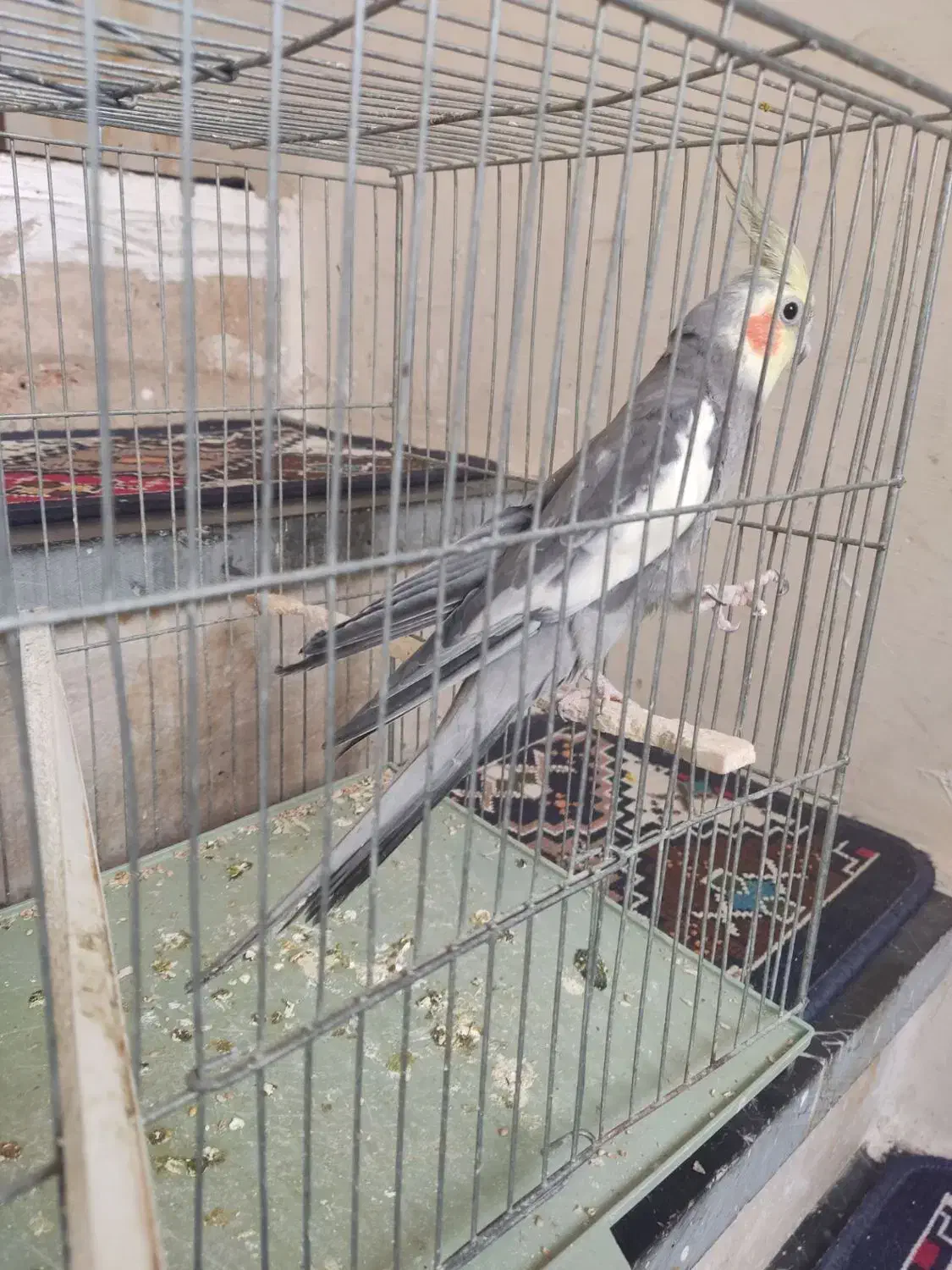 عروس هلندی|پرنده|پاکدشت, پاکدشت (مامازند)|دیوار