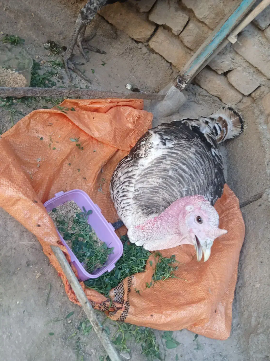 بقلمون نر فروشی بزرگ|حیوانات مزرعه|زابل, |دیوار