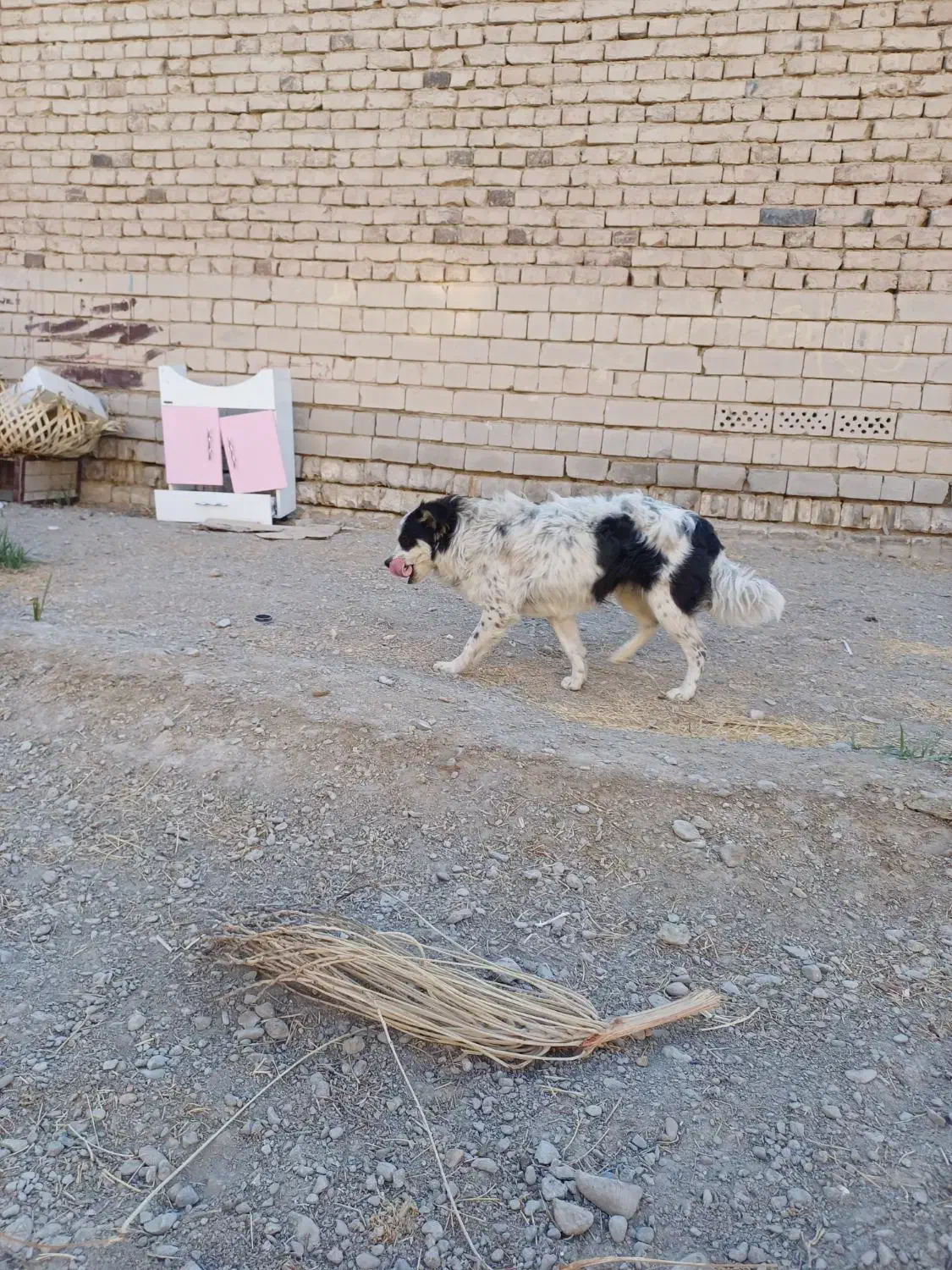 حیوان خانگی|سگ|ایرانشهر, |دیوار