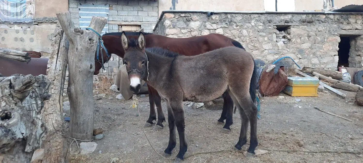 کوری قاطر ۸ماه|حیوانات مزرعه|کامیاران, |دیوار