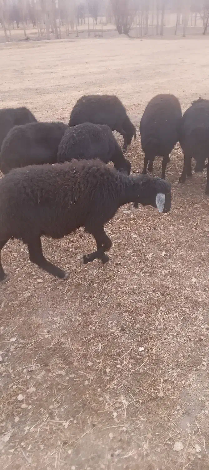 ۳عدد شیشکی فروشی|حیوانات مزرعه|سجاس رود, |دیوار