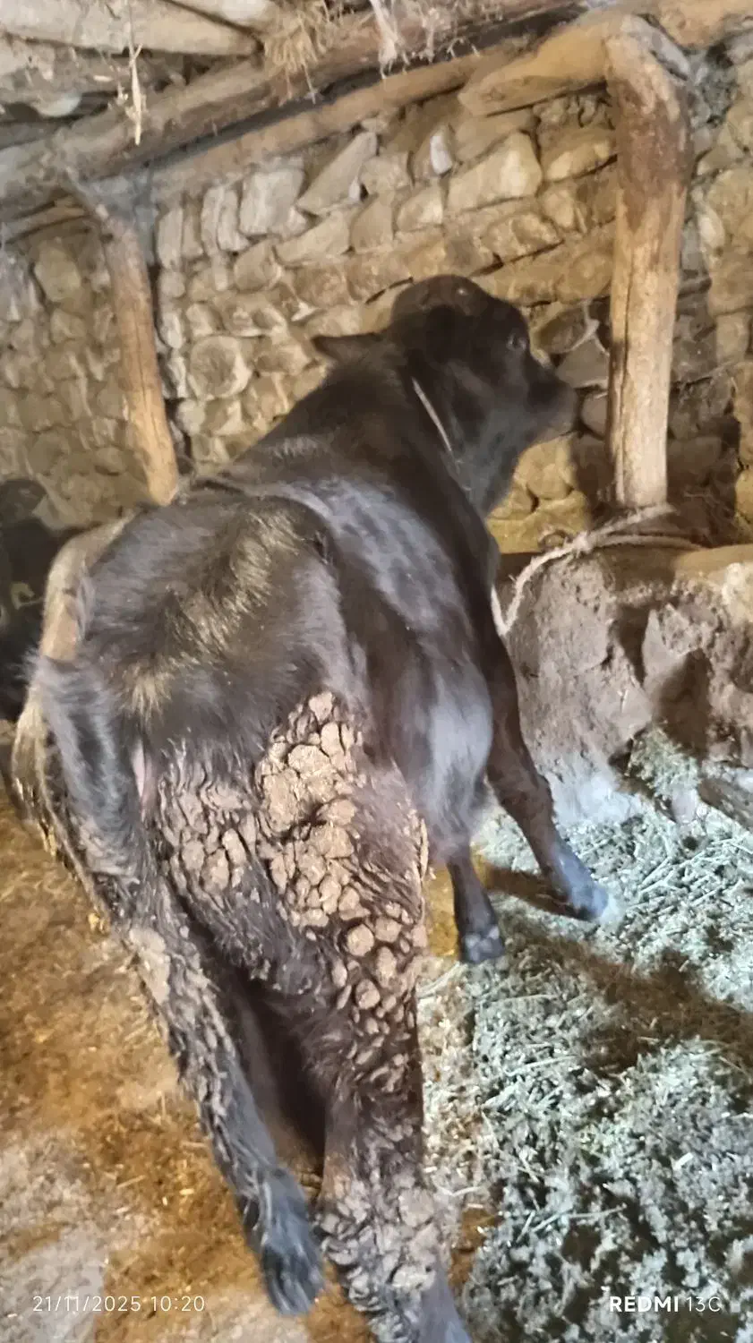 گوساله های سیاه رنگ اصل|حیوانات مزرعه|اهر, |دیوار