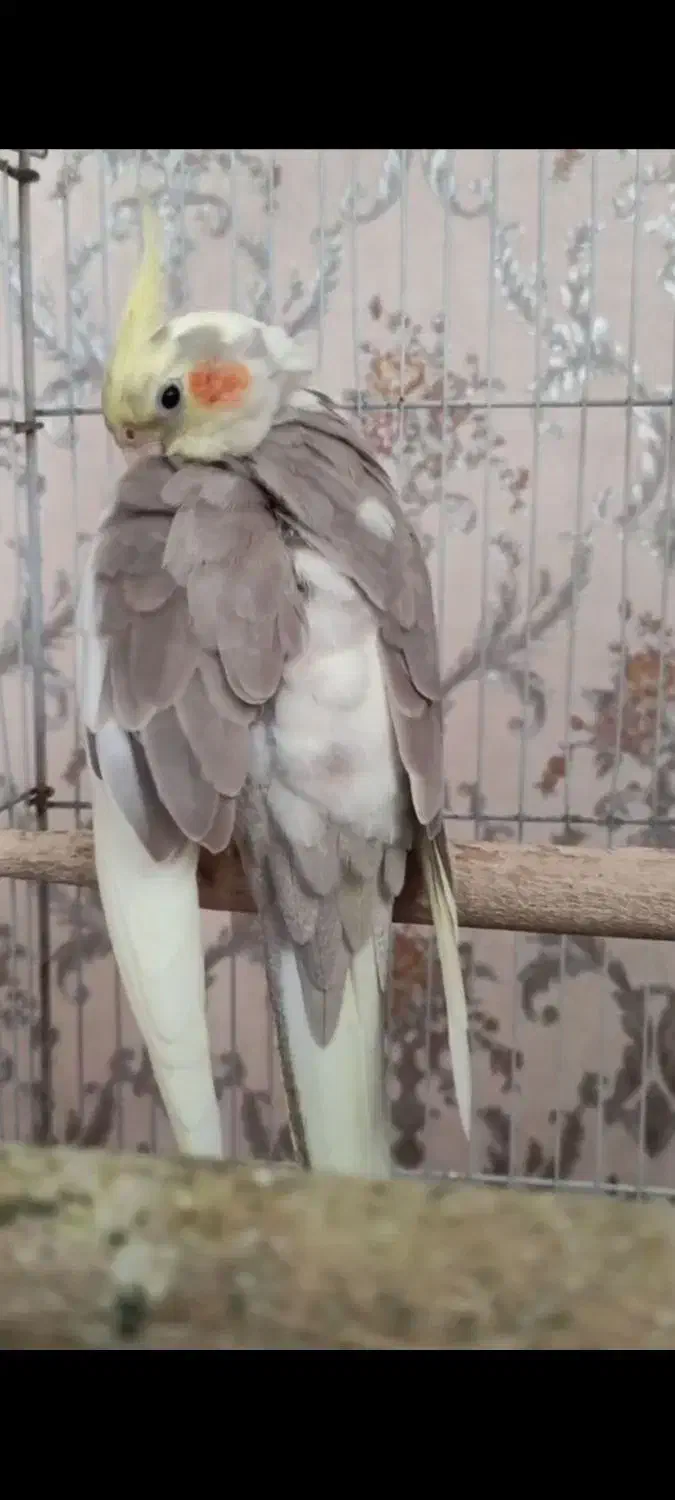 گمشده عروس هلندی|حیوانات|فومن, |دیوار