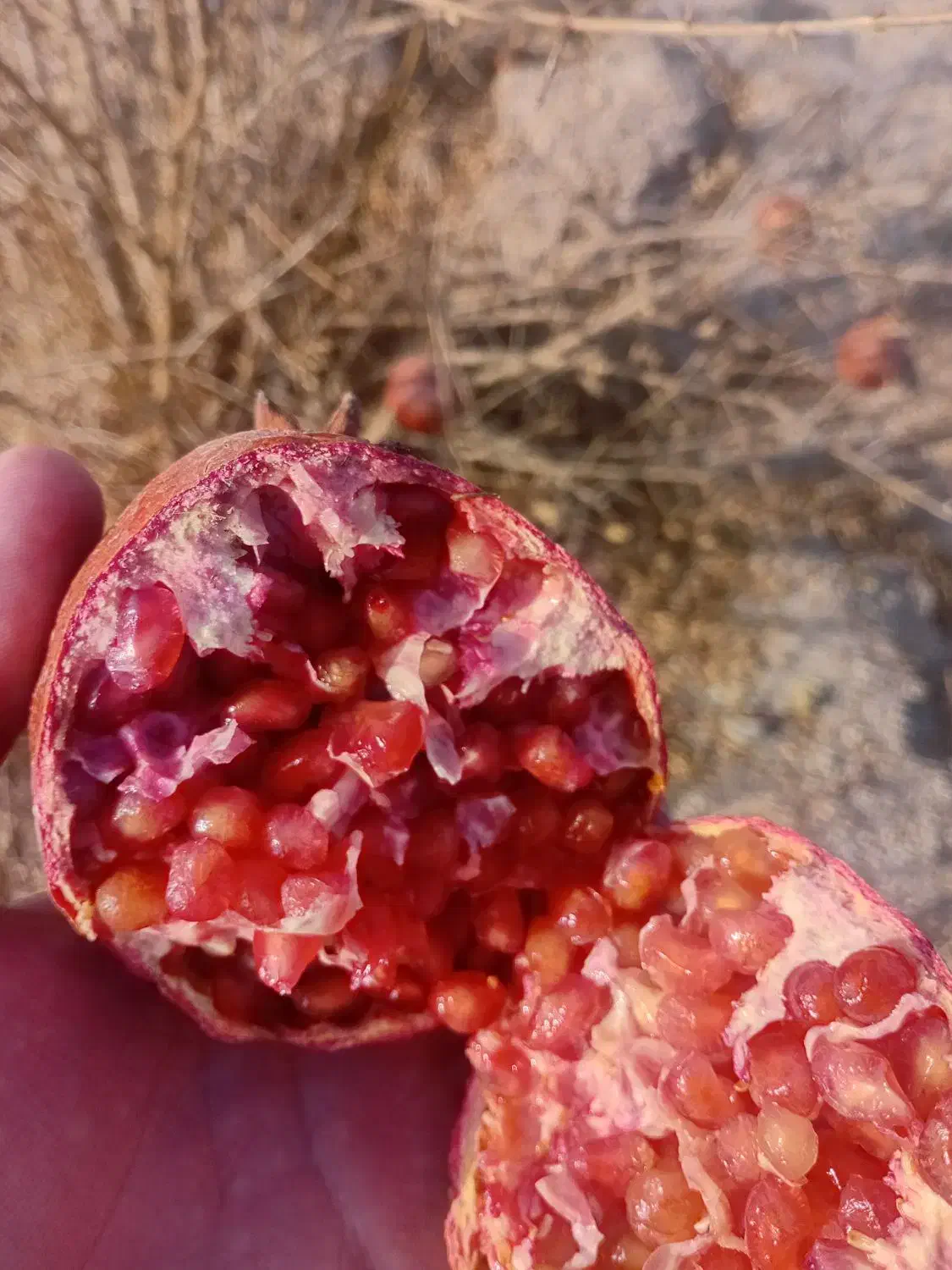 قلمه نهال انار|گل و گیاه طبیعی|شاهینشهر, مورچه خورت|دیوار