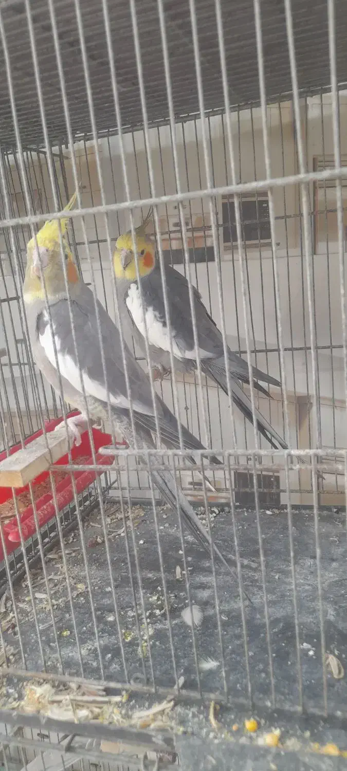 کبوتر پاکستانی|پرنده|بندرعباس, |دیوار