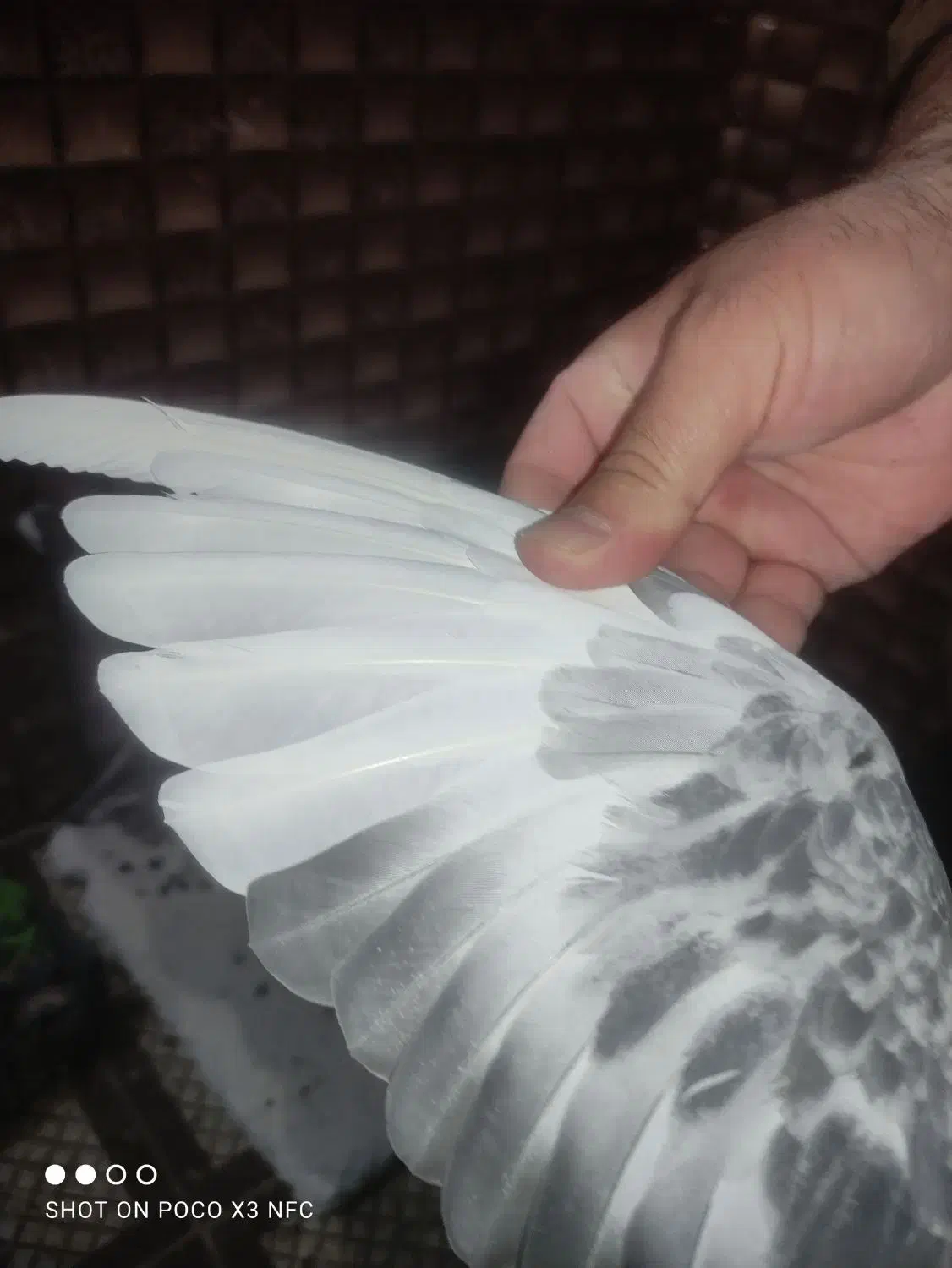 نر بدرنگ پلنگ|پرنده|زرند, |دیوار