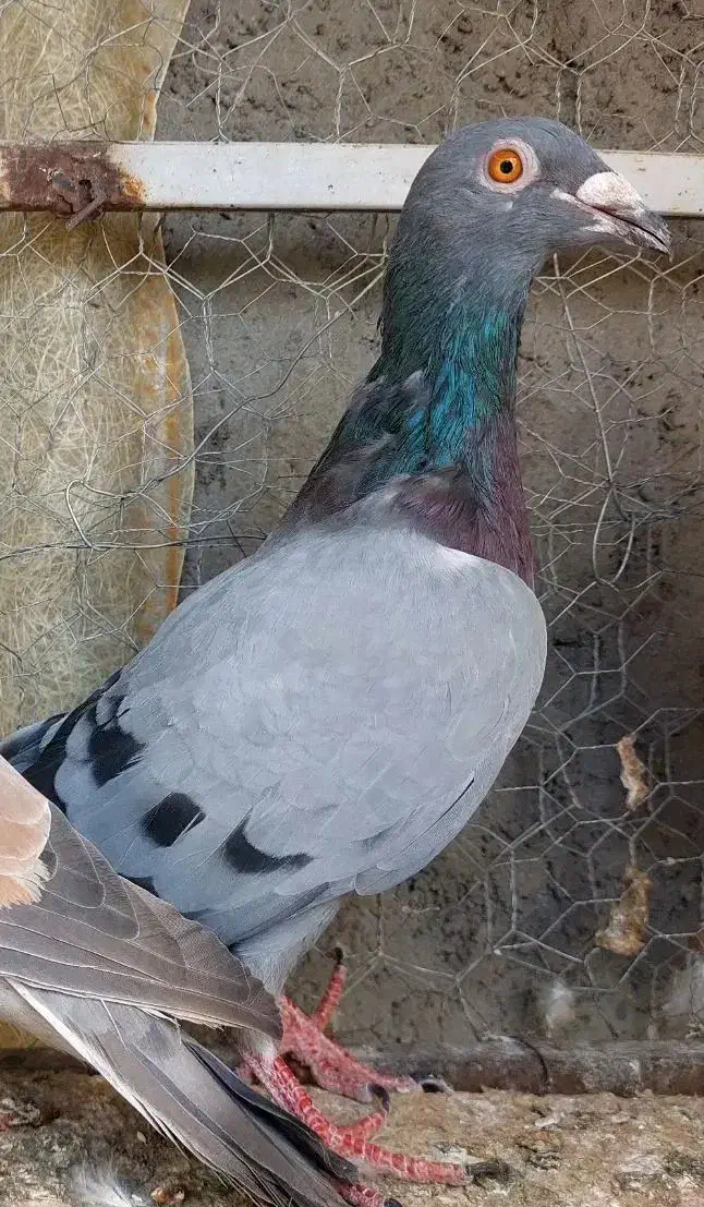 کبوتر|پرنده|آبگرم, |دیوار