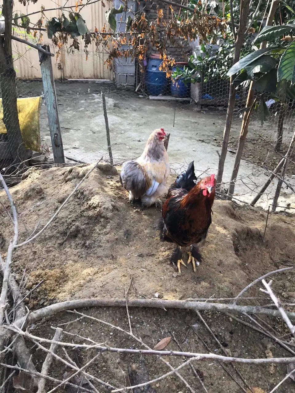 خروس زینتی کوشین|حیوانات مزرعه|بابل, |دیوار