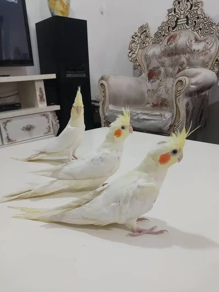 عروس هلندی لوتیتو چشم شرابی|پرنده|شهریار, شهرک بهاران (ویره)|دیوار