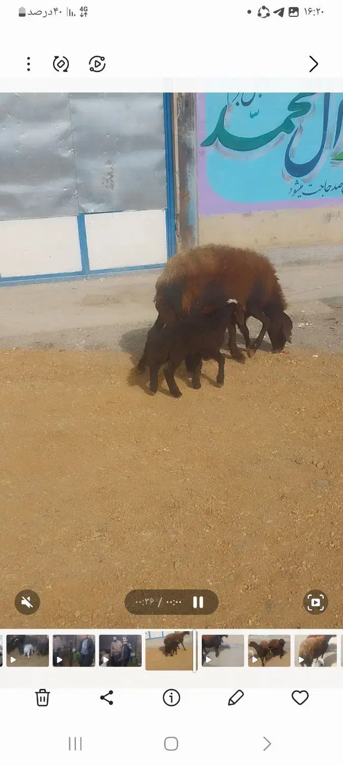 میش افشاری دوقلوزا|حیوانات مزرعه|ازنا, |دیوار