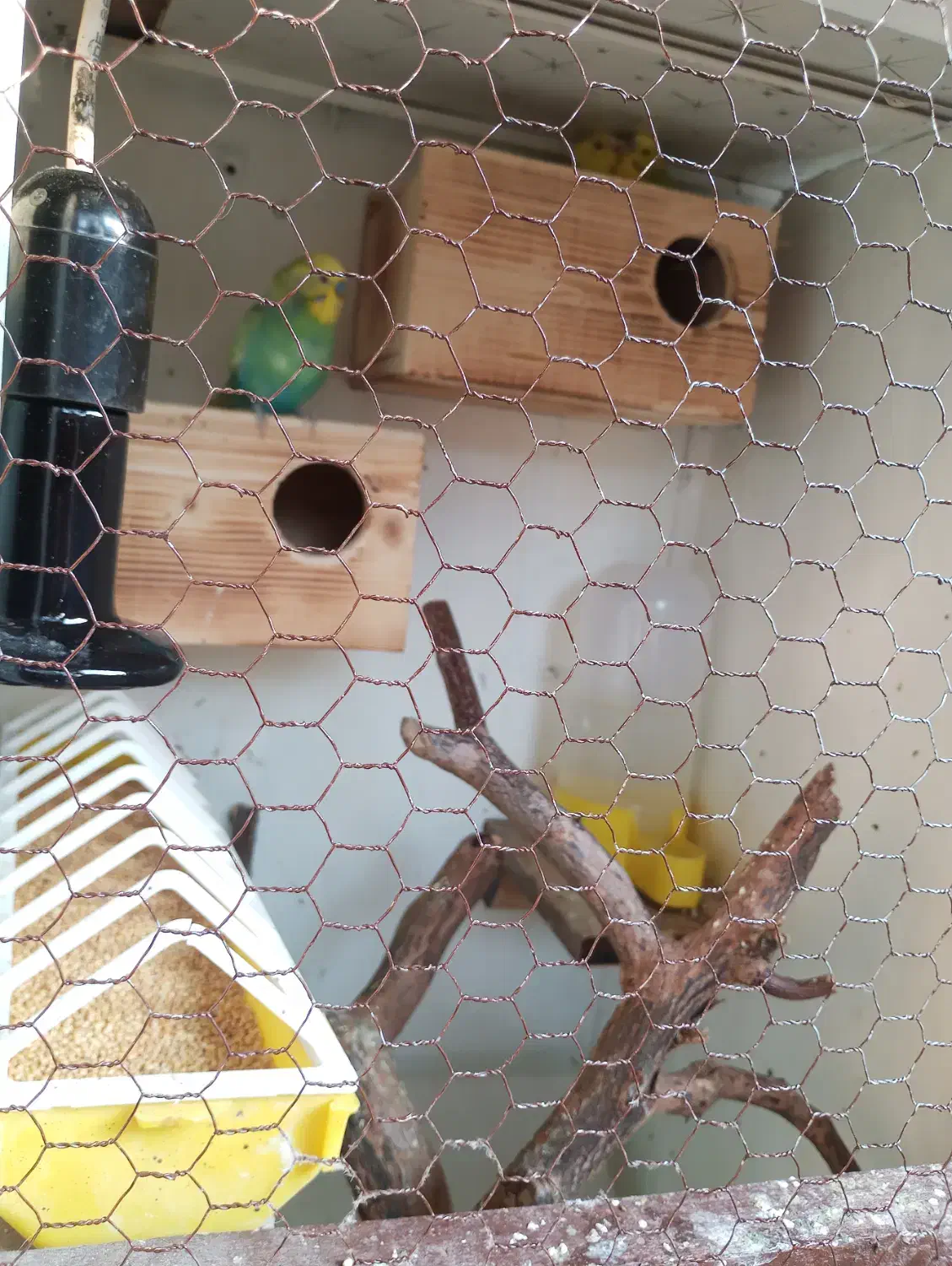 لانه مخصوص مرغ عشق و فنچ برای تخم گذاری|لوازم جانبی حیوانات|گلوگاه بابل (گلیا), |دیوار