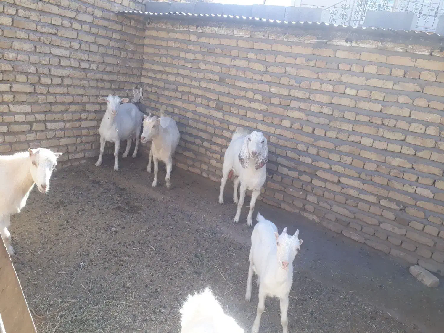 بز و بزغاله آبستن سانَن|حیوانات مزرعه|باخزر, |دیوار